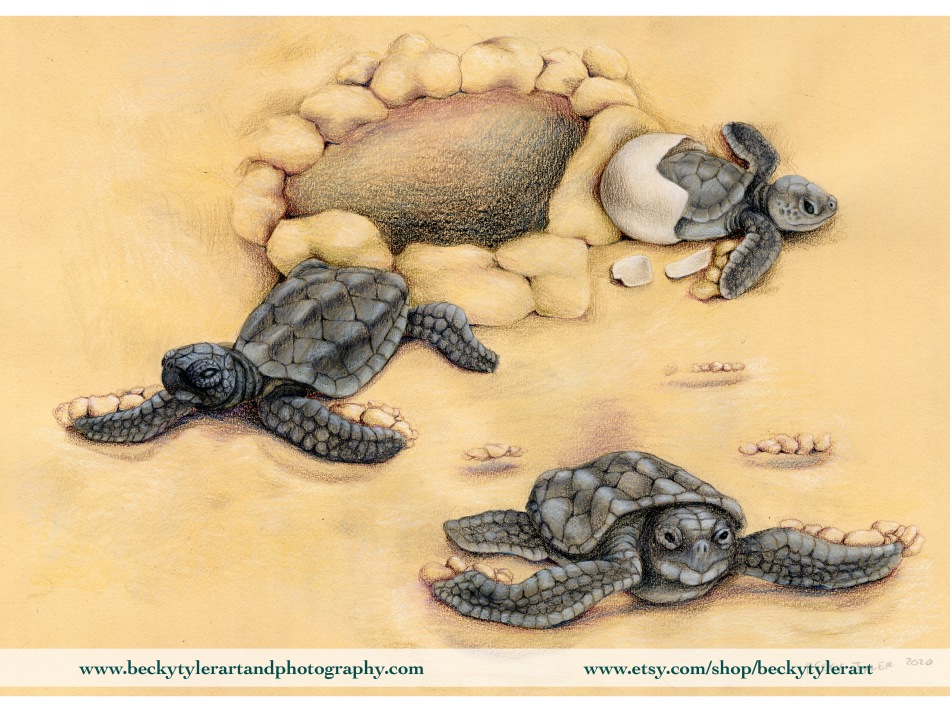 2020 Baby Sea Turtle